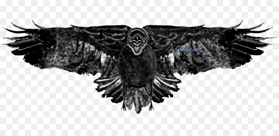 Bald eagle Owl Poiana Becco - gufo