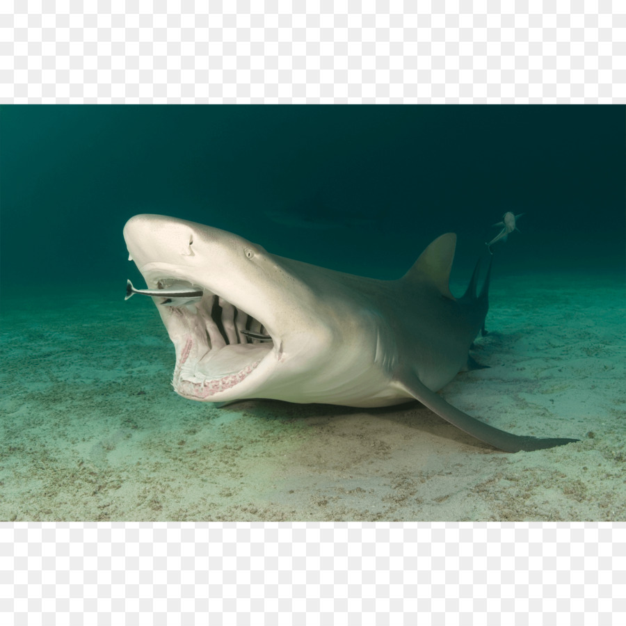 Tiger shark squalo bianco Remora Sicklefin squalo limone - limone telaio
