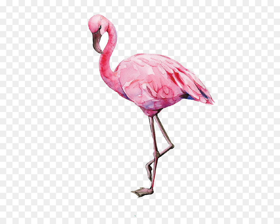 Flamingo Uccello dipinto ad Acquerello, Illustrazione, Immagine - fenicottero