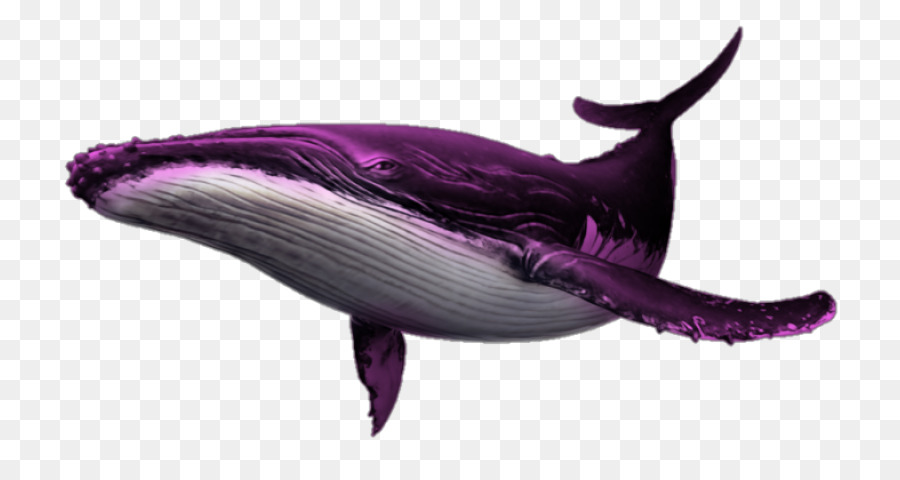 Endless Ocean 2: Adventures of the Deep Cetacea Delfin Bild Portable Network Graphics - Delphin