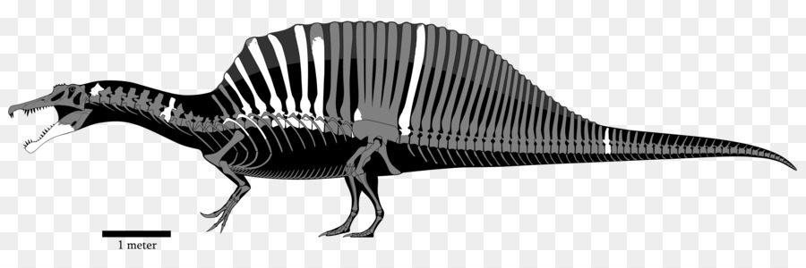 Giganotosaurus Tyrannosaurus Sigilmassasaurus Dinosaurier Carcharodontosaurus - Dinosaurier