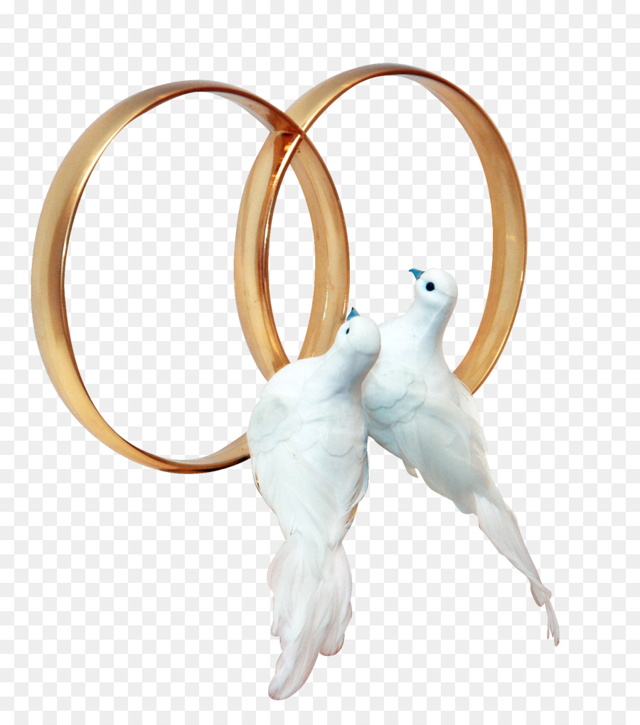 Chim bồ câu và chim bồ câu nhẫn Cưới Clip nghệ thuật - Đám cưới