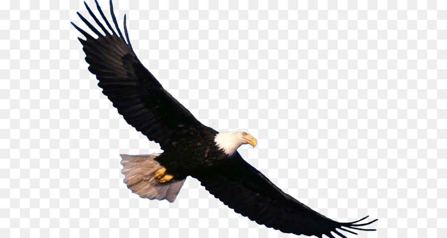 Bald eagle Bird Portable Network Graphics Transparenz clipart - Vogel
