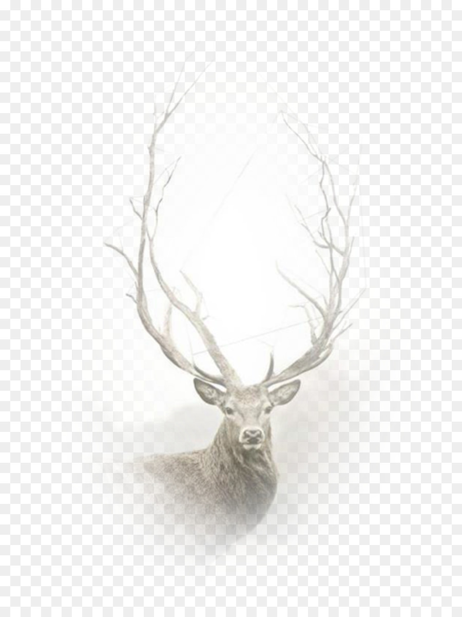 Sfondo per Desktop di Red deer Immagine Video - cervo
