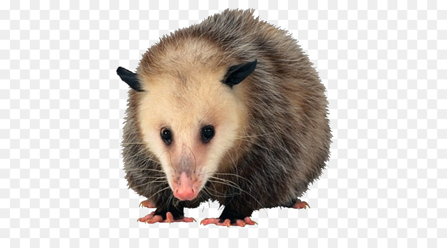 Opossum Zaun Gefälligen, Holz, 30-Zoll-Windsor Swivel Seat Bar Hocker, Natur-Schmiedeeisen - Ich kann