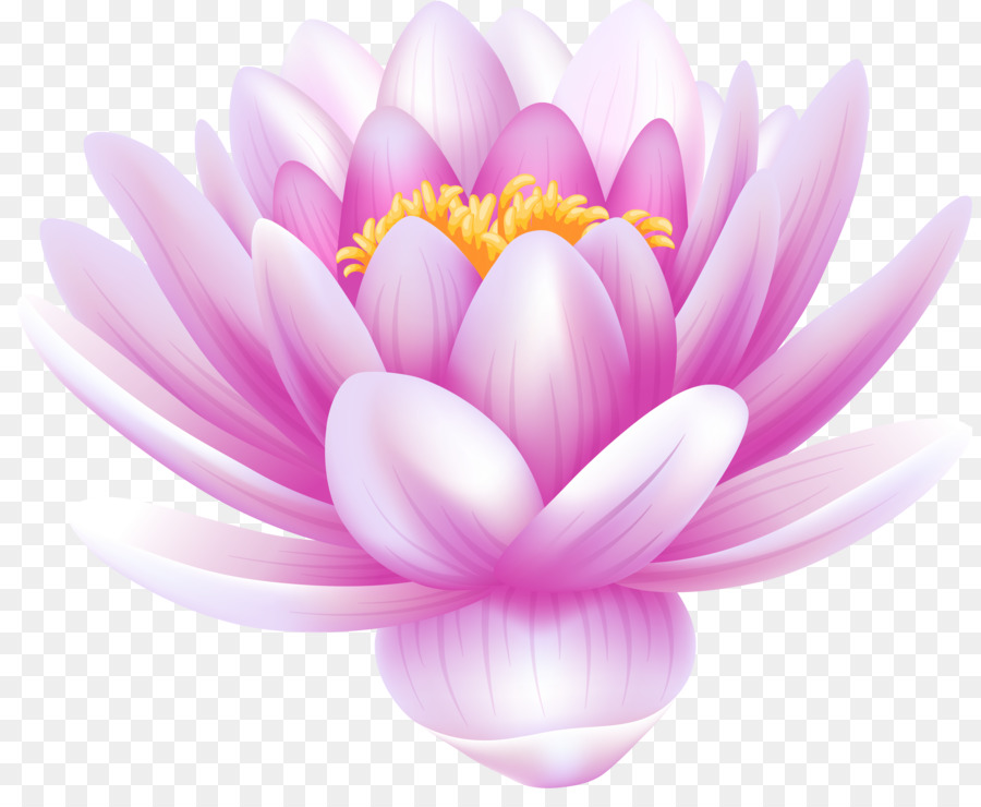 Heilige Lotus Clip-art White Water-Lily-Bild Portable Network Graphics - Blume