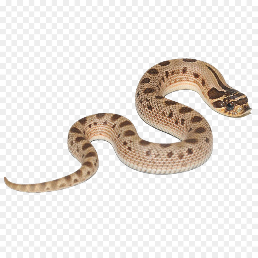 Snake Cartoon png download - 1000*1000 - Free Transparent Boa Constrictor  png Download. - CleanPNG / KissPNG