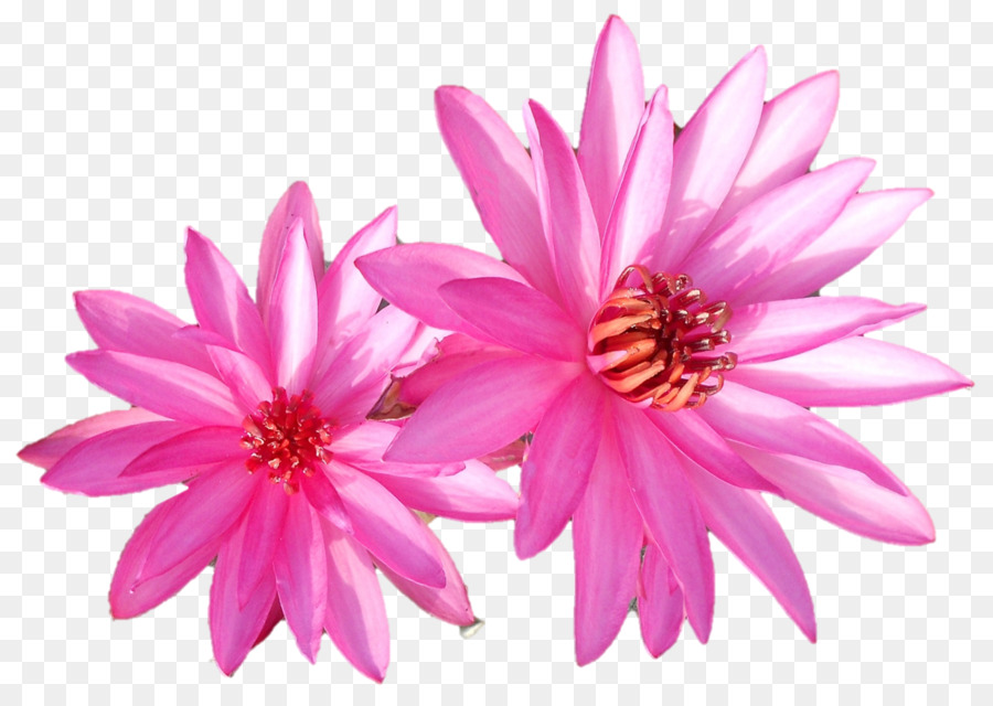 Dahlia pianta Annuale Crisantemo pianta Erbacea Rosa M - saraswati devi