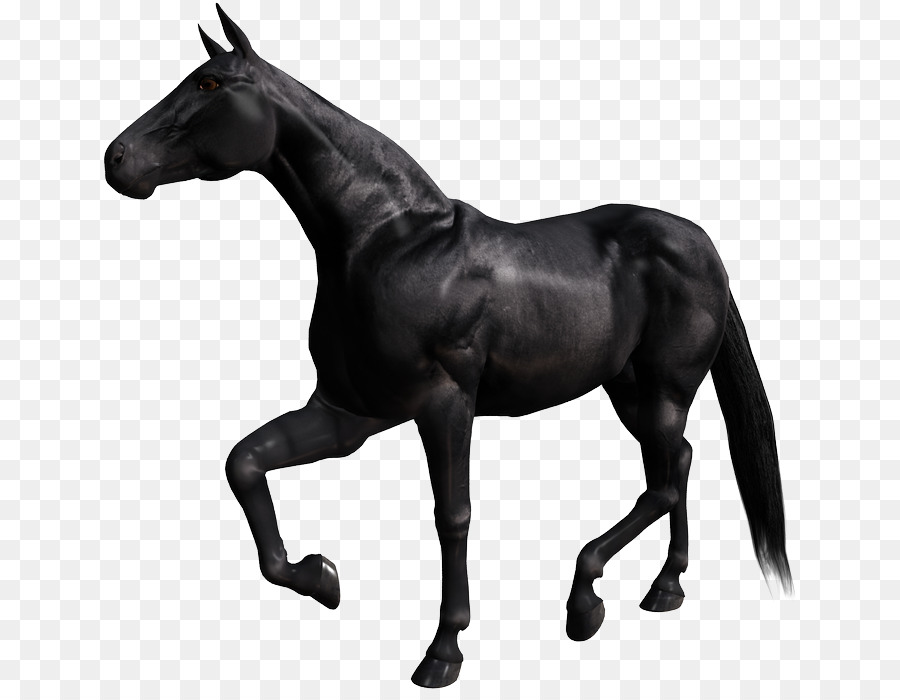 Mustang GIF Ngựa Ngựa Pony - mustang