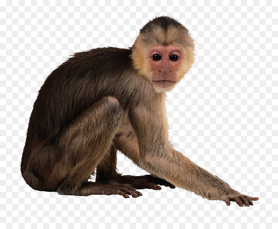 Portable Network Graphics Clip art Immagine Scimmia Sfondo del Desktop - scimmia