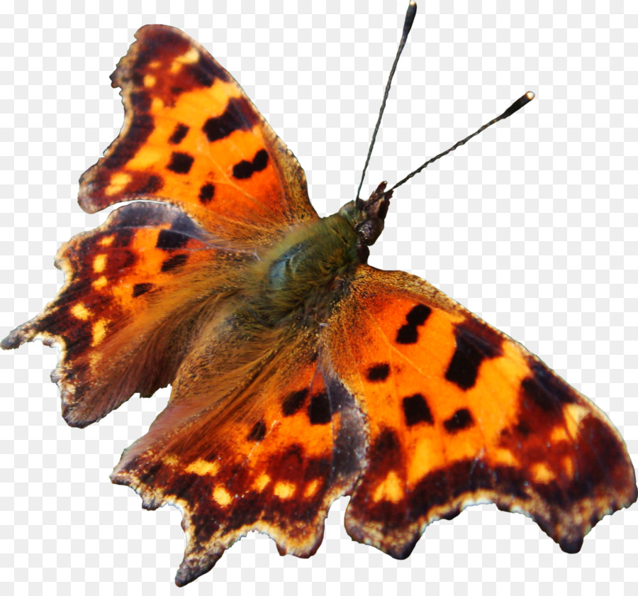 Pinsel-footed Schmetterlinge Bläulinge Kunst Falter Schmetterling - Tierreich