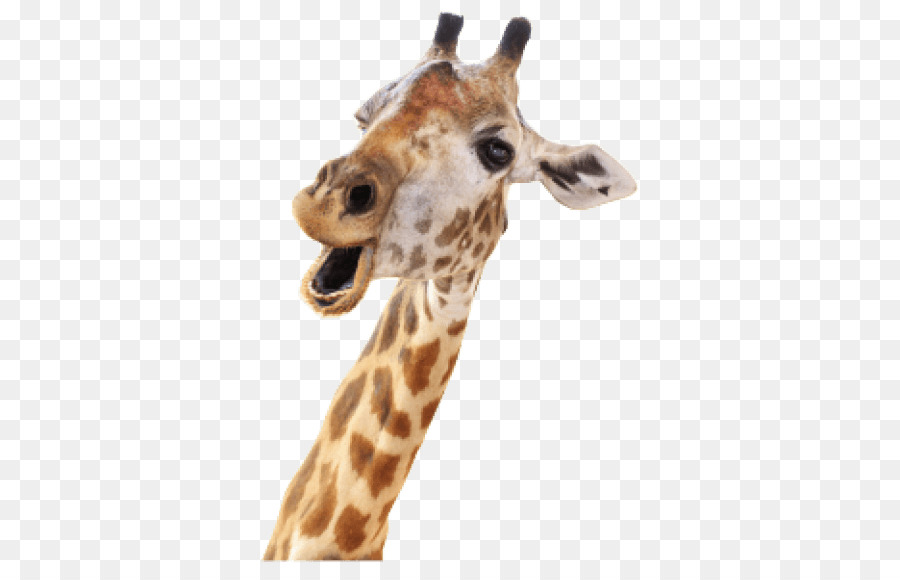 Giraffa fotografia di Stock, stock Royalty-free.xchng Immagine - giraffa