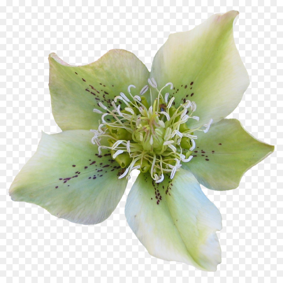 Pianta a fioritura Immagine Blog timbro di Gomma - viola perla