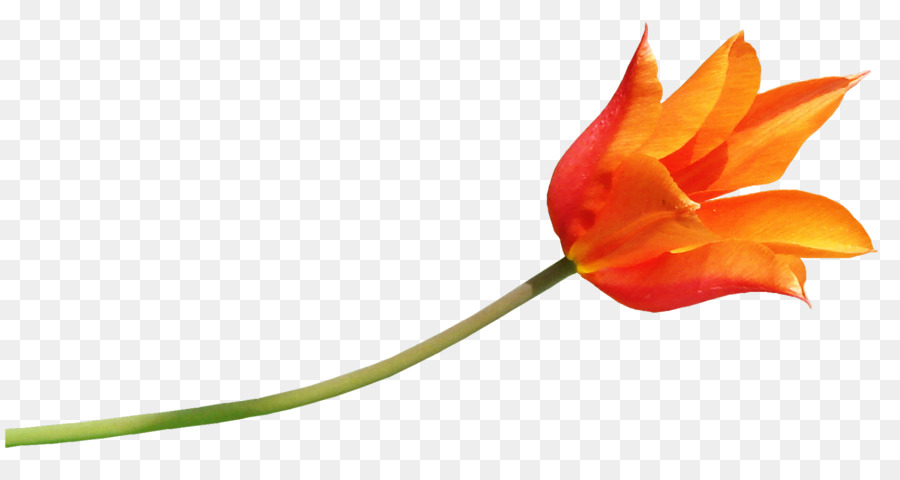 Cánh hoa Tulip Cắt hoa Lá Cây gốc - Tulip