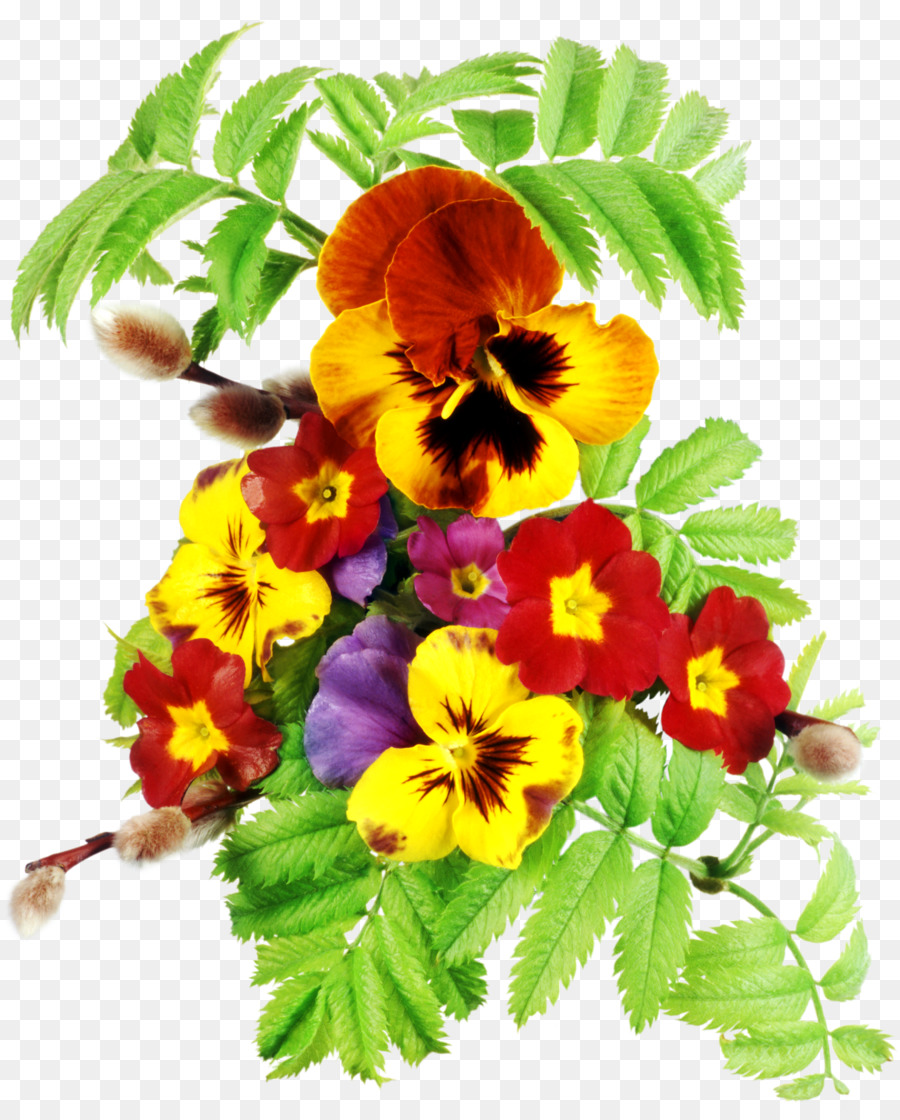 Stiefmütterchen Viola Portable Network Graphics Clip art Blume - Blume