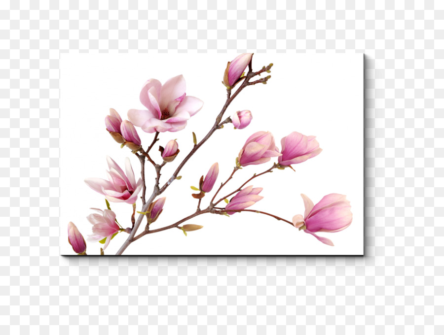 Magnolia Sfondo del Desktop Immagine Fiore fotografia Stock - fiore