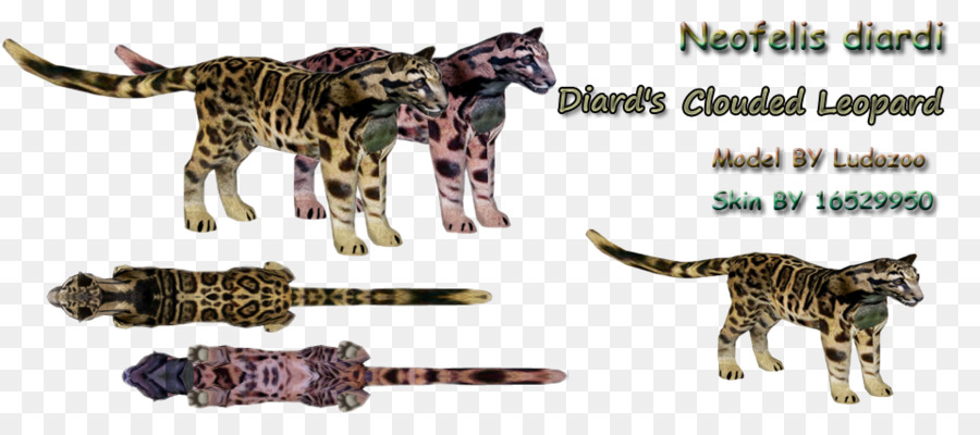 Bengal Katze Fauna Terrestrische Tier, Wildlife, Big cat - Nebelparder