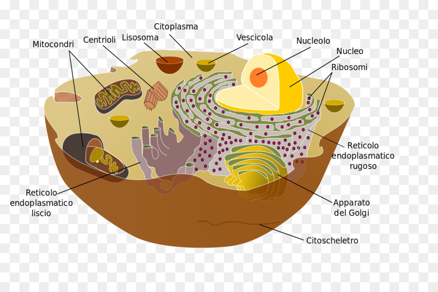Organello membrana Cellulare, Citoplasma Eucariote - libri
