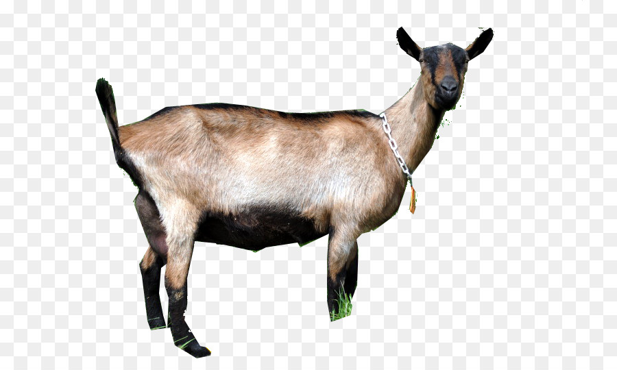Goat Cartoon