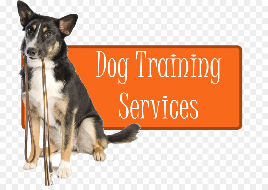 Hunderasse Dog training Obedience trial Dinosaur Planet - Hund