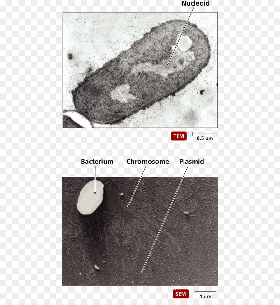 Bacteria Cartoon