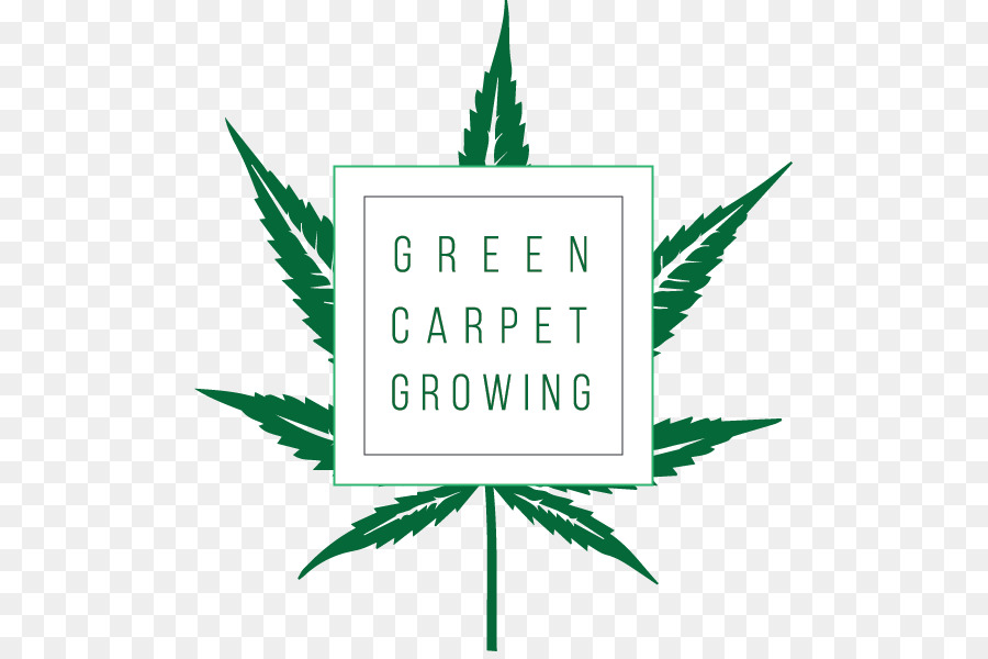 Tappeto verde in Crescita di Cannabis coltivazione West Coast Cannabis Tour - canapa