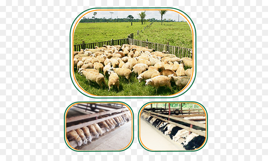 Pecore Acri Soluzione Di Mercato Del Cliente - pecore