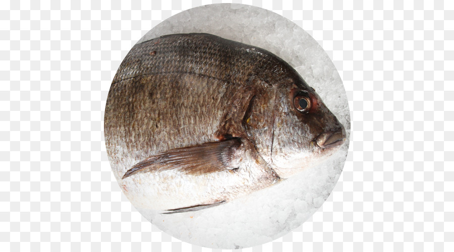 Tilapia-Fisch-Meeresfrüchte-Rote fleckbrasse Sargo - Fisch