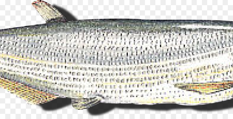 Sardine fettem Fisch Milkfish - peixes   zwölf wasser