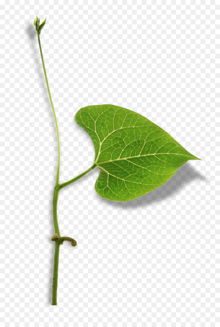 Leaf Branch