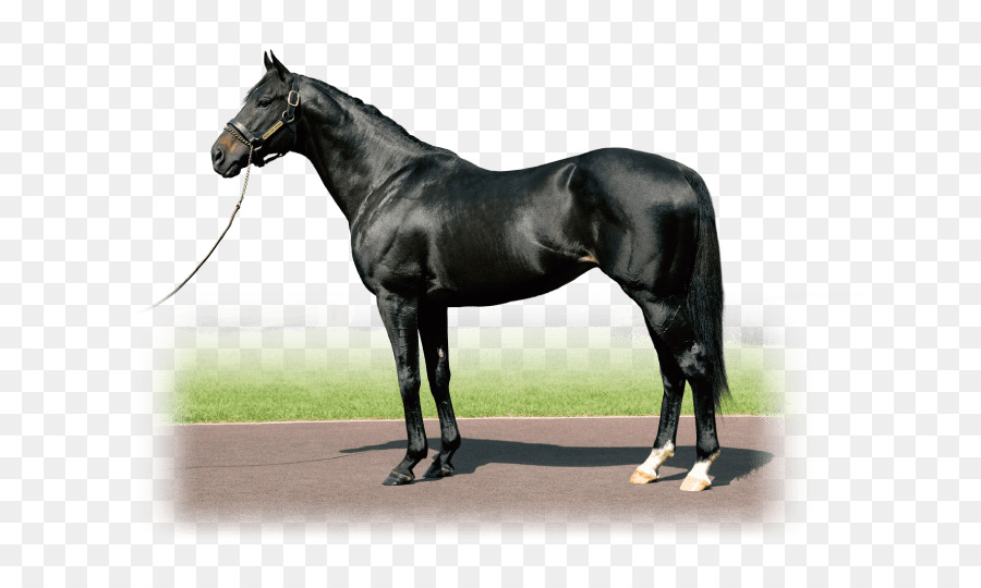 Shadai Stallion Trạm Mare Gidran Mustang - mustang