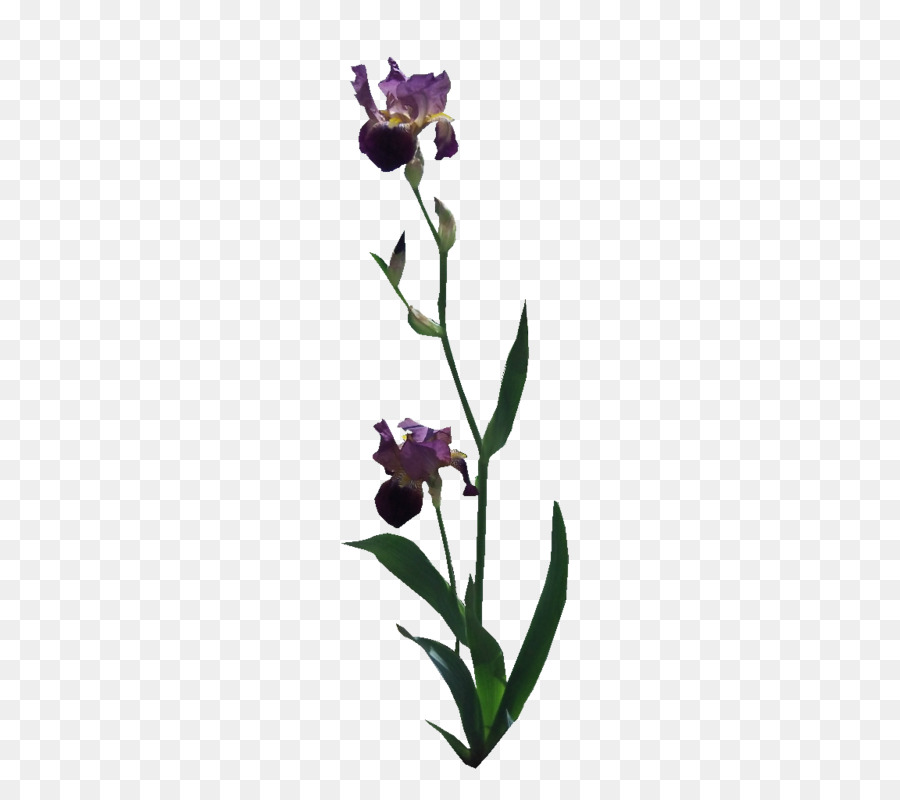 Krautige pflanze Pflanzen Stamm Pflanzen - Iris