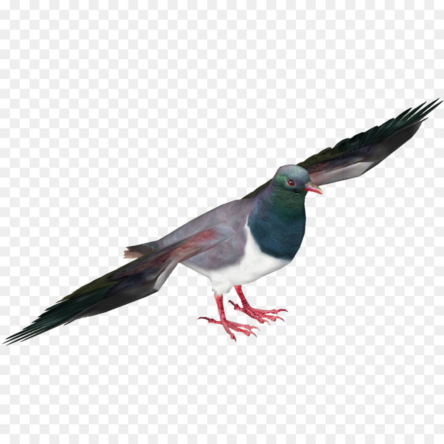 Piccioni e colombe in Nuova Zelanda piccione Bird Racing Omero Piccione viaggiatore - uccello