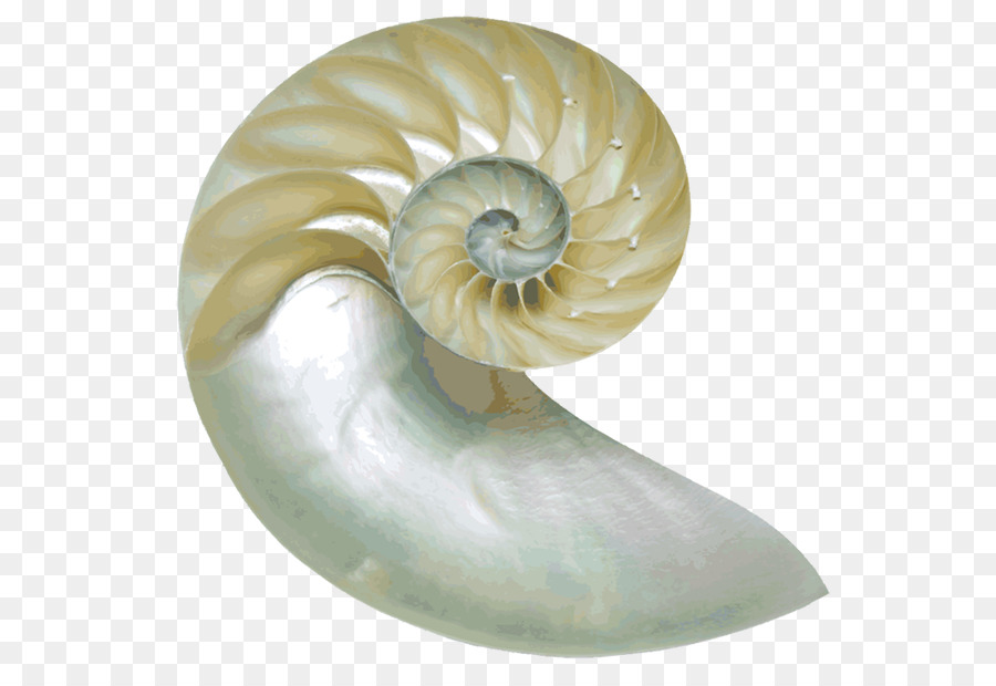 Chambered nautilus Nautilidae Muschel clipart Bild - Seashell