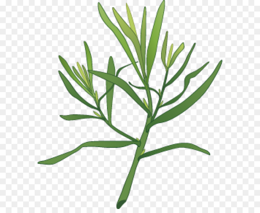 Clip art Eingelegte Gurke-Dill Kräuter-Pflanzen - Pflanzen