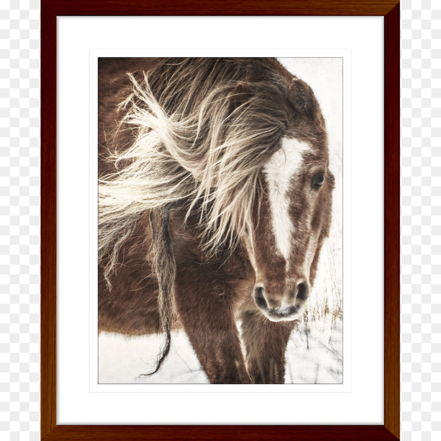 Mustang Pony-Hengst, Trab und Galopp Clip-art - Mustang