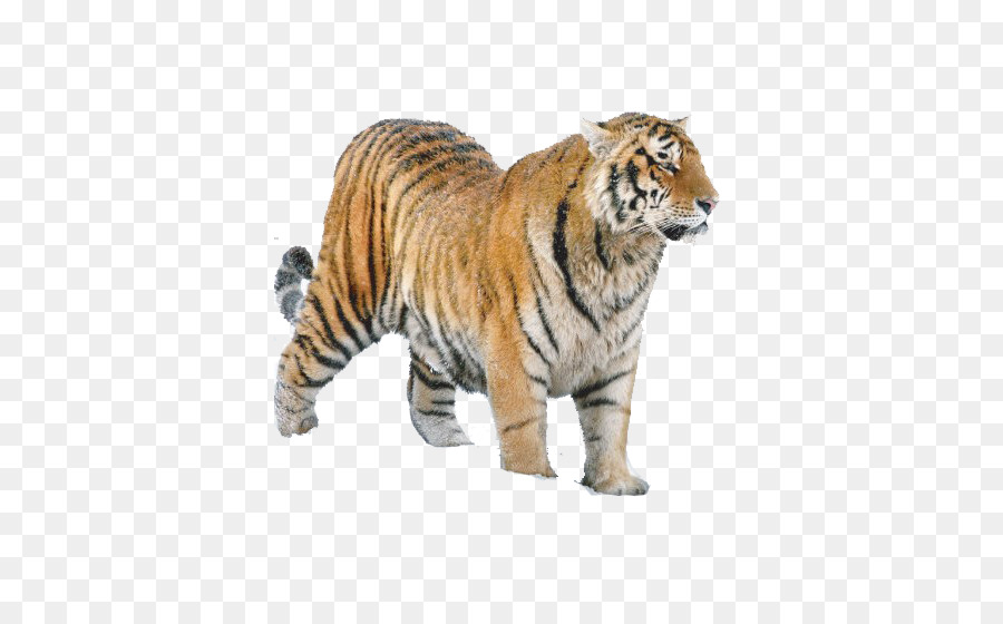 Sibirischer Tiger Löwe Felidae Cat Amur Tiger: die Geschichte, Verbreitung, Populationsdynamik, Ökologie und Schutz Strategien - Löwe