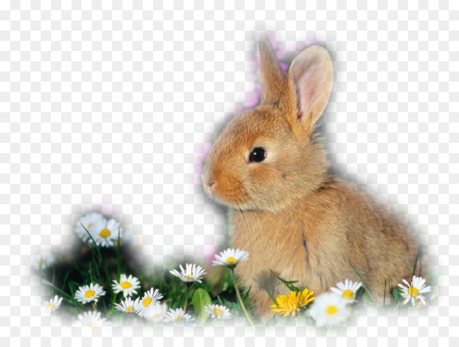Heimische Kaninchen Kalifornier Kaninchen Holland Lop flämischen Riesen Kaninchen Lop Kaninchen - kaninchen