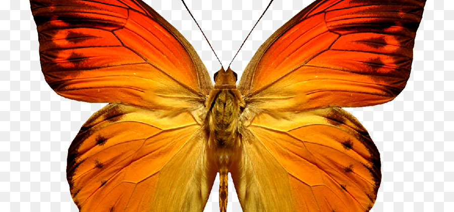 Schmetterling, Insekt clipart-Bild Borboleta - Triple h