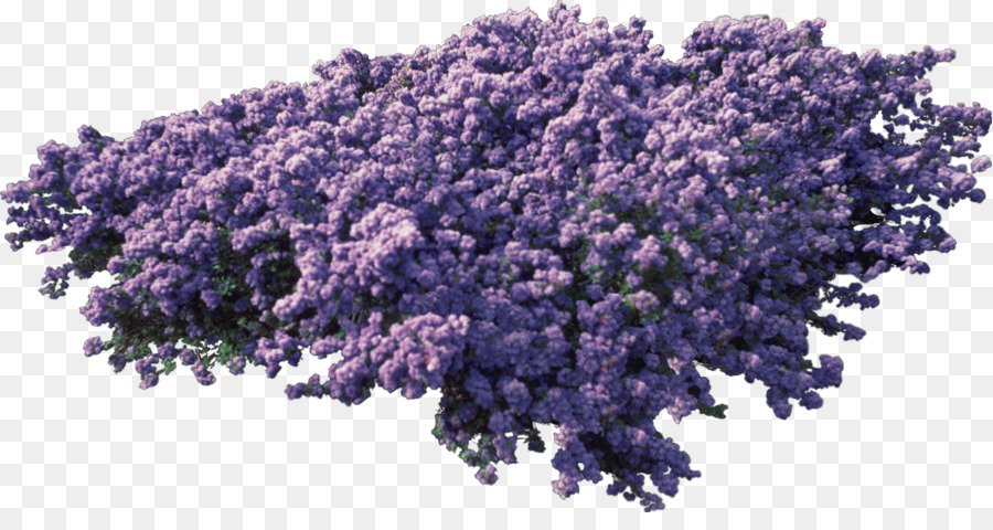 English lavender-Lila - png Büsche