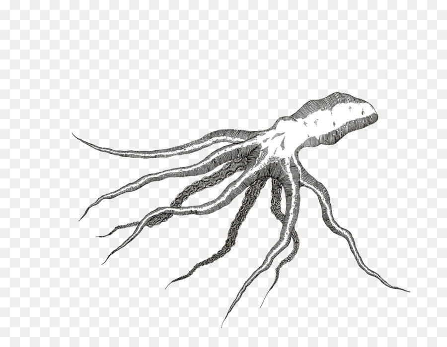 Scorpion Phác thảo không Xương sống Vẽ nét truyền hình - octapus