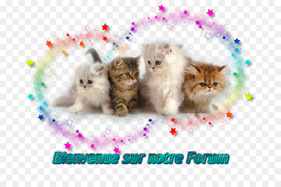 Perser Katze Kätzchen Siam-Katze Thai-Katze Katze spielen und Spielzeug - Kätzchen