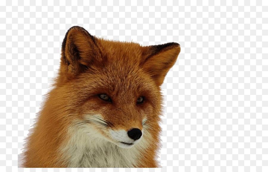 Red fox Portable Network Graphics, Clip art, Computer Icone - Volpe