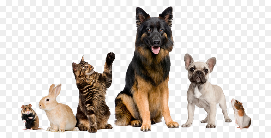 Katze, Tierarzt, Haustier, Tier, Border Collie - Tierarzt Klinik