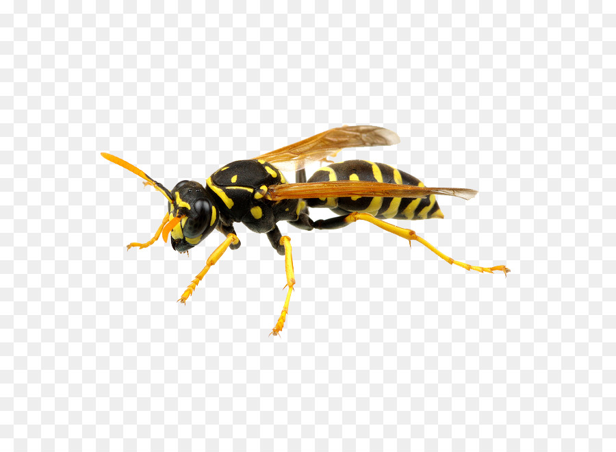 Bee Hornet tedesco vespe disinfestazione - ape