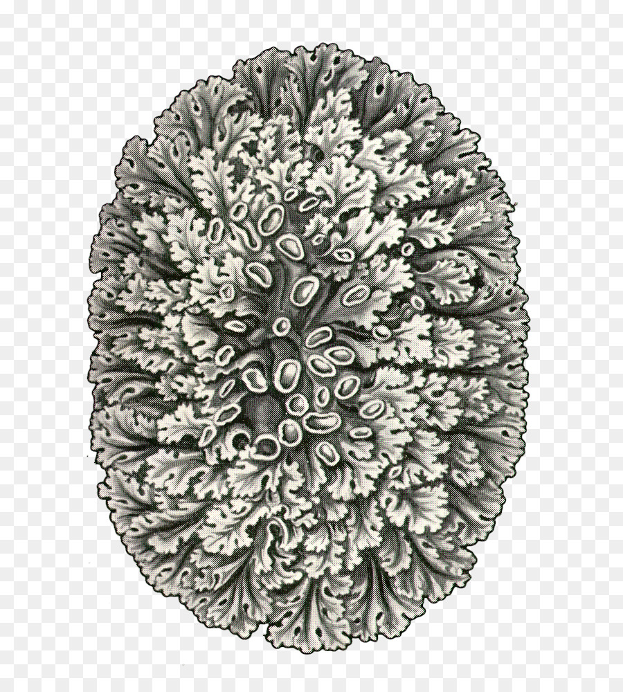 Symmetrie-Muster Schwarzer Baum Ernst Haeckel - Algen