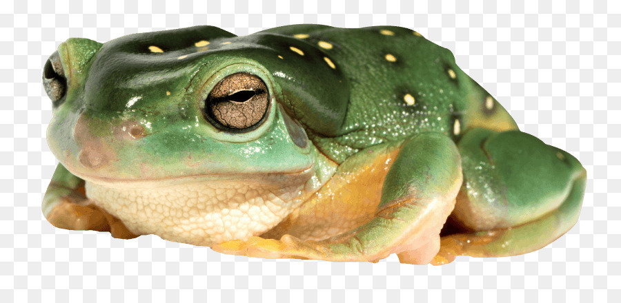 American bullfrog teichfrosch grasfrosch Laubfrosch - Frosch