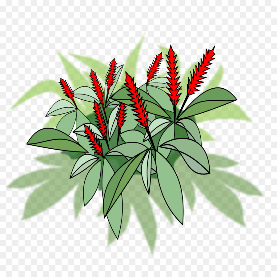 Blühende Topf-Pflanzen Red ginger Blühende pflanze clipart - niaopen