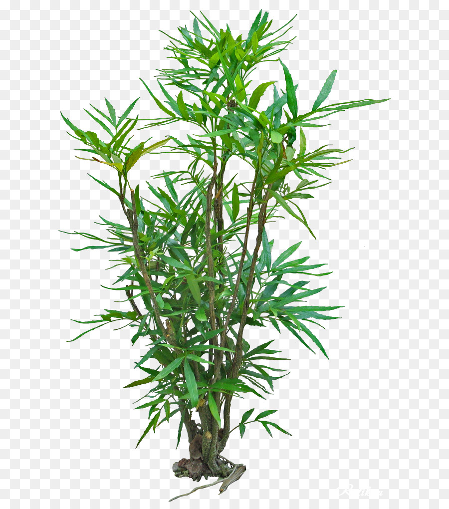 Palmen-Strauch-Pflanze-Stiel Krautige pflanze - Baum