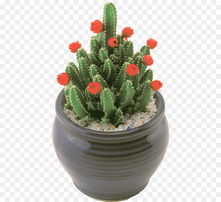 Fichi d'india Triangolo cactus pianta Succulenta Portable Network Graphics - cactus